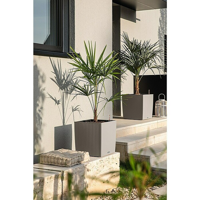 Lechuza Cottage Pflanzkübel eckig Cube (Außenmaß (L x B x H): 50 x 50 x 50 cm, Kunststoff, Sandbraun) | BAUHAUS