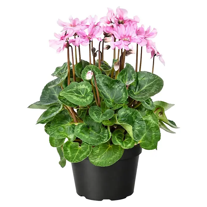 Zimmer-Alpenveilchen - Cyclamen persicum Illusia, Topfgröße: 13 cm, Rosa - Eine lebendige rosa Alpenveilchenpflanze mit dunkelgrünen, gemusterten Blättern in einem schwarzen Topf.