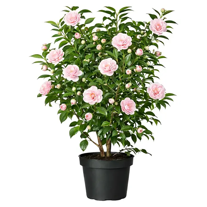 Piardino Japanische Kamelie - Camellia japonica, Blütenfarbe: Rot/Rosa/Weiß - Eine Topf-Kamelie mit leuchtend rosa Blüten und grünen Blättern in einem schwarzen Topf.