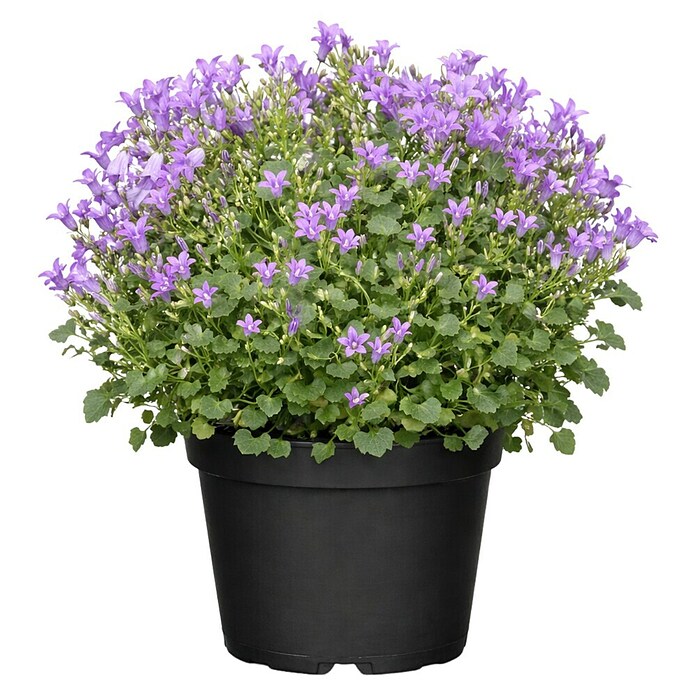 Piardino Polsterglockenblume - Campanula portenschlagiana Ambella,  Topfgre: 11 cm, Violett online kaufen bei BAUHAUS