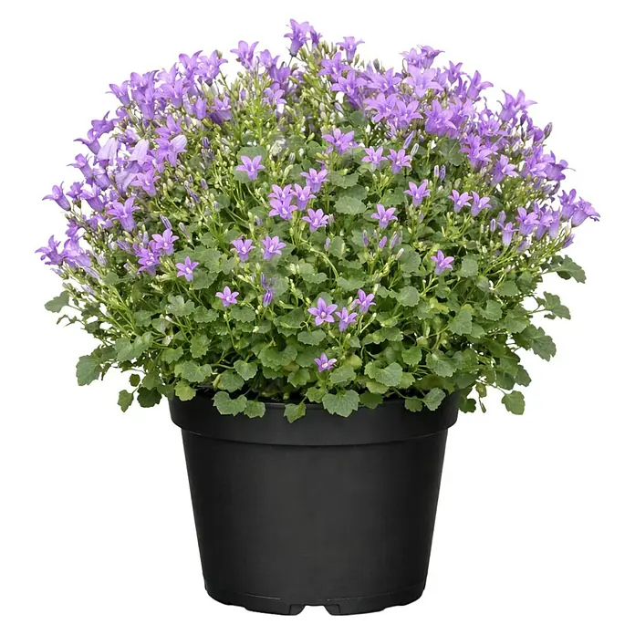 Piardino Polsterglockenblume - Campanula portenschlagiana Ambella, Topfgröße: 11 cm, Violett - Schwarze Topfpflanze mit grünen Blättern und kleinen lila Glockenblumen.