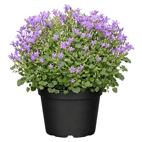 Piardino  Polsterglockenblume