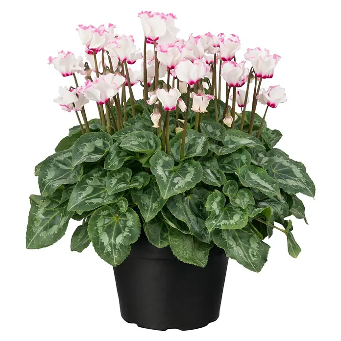 Piardino Zimmer-Alpenveilchen - Cyclamen persicum Victoria, Topfgröße: 12 cm, Dunkelrosa/Weiß - Weiß-rosa Alpenveilchen Pflanze mit gemusterten grünen Blättern im schwarzen Topf.