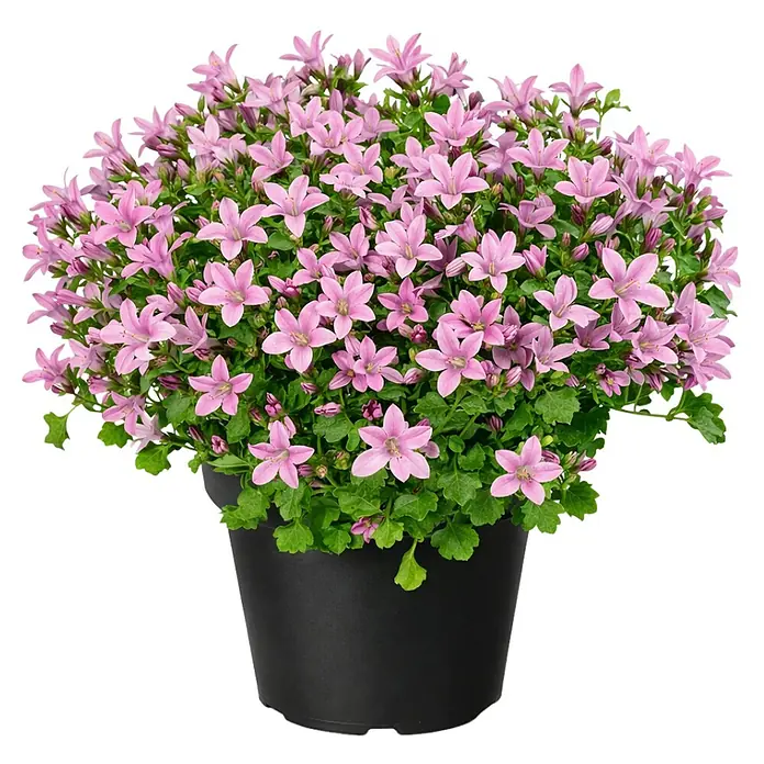 Glockenblume - Campanula portenschlagiana Adansa pink, Topfgröße: 12 cm, Pink - Topfpflanze mit rosa Glockenblumen und grünen Blättern in einem schwarzen Topf.