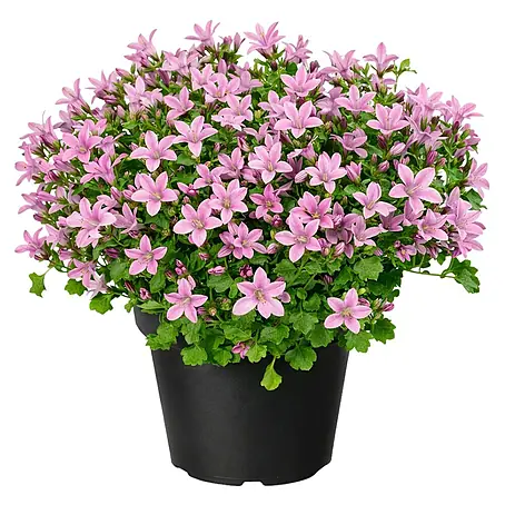Glockenblume