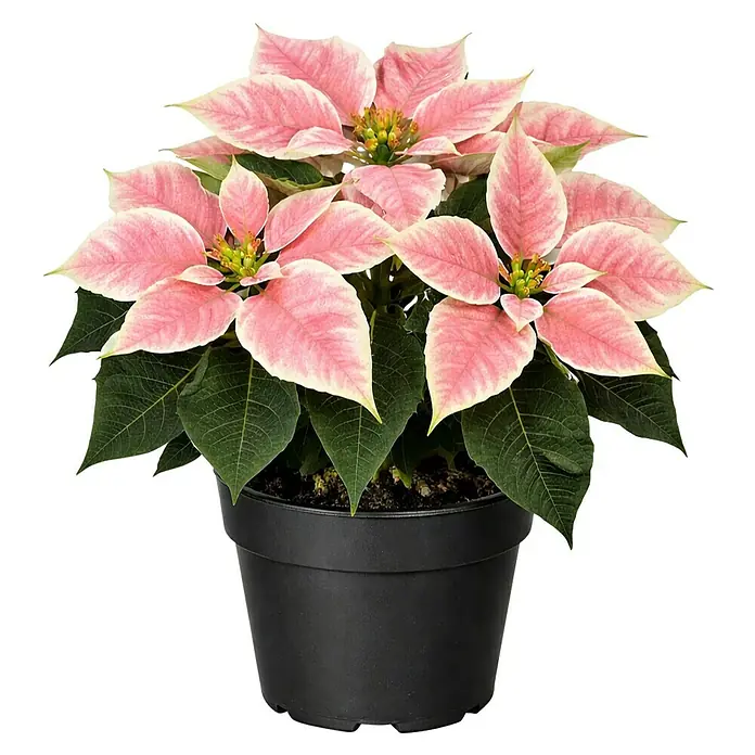 Piardino Weihnachtsstern - Euphorbia pulcherrima Ice Crystal, Topfgröße: 13 cm, Rosa - Topf-Weihnachtsstern mit rosa-weiß panaschierten Hochblättern und grünen Blättern in einem schwarzen Topf.