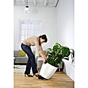 Lechuza Pflanzenroller Rund (Durchmesser: 31 cm, Kunststoff, Schwarz) | BAUHAUS