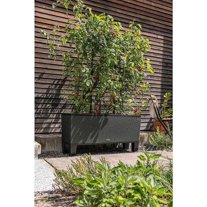 Lechuza Sockel Trio - Kunststoff, Schwarz, Passend für: Trio 30 und 40 - Dunkelgrauer, geflochtener Pflanzkasten mit Beinen und Spalier, in dem rote Tomatenpflanzen im Garten wachsen.