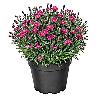 Piardino Gartennelke (Dianthus caryophyllus, Topfgröße: 19 cm, Sortenabhängig)