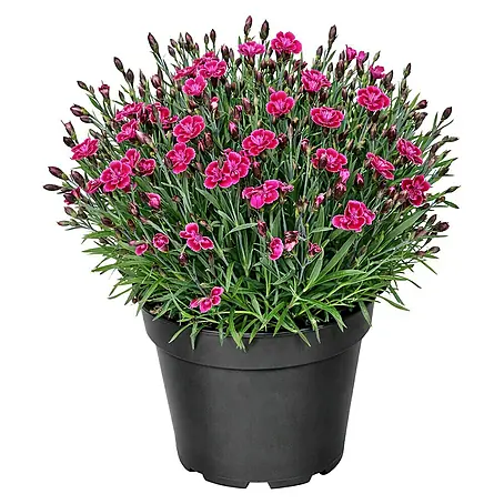 Piardino  Gartennelke