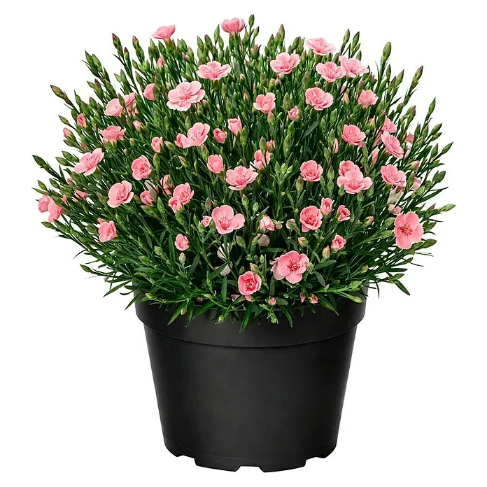 Piardino Gartennelke - Dianthus caryophyllus, Topfgröße: 19 cm, Sortenabhängig - Topfpflanze mit zahlreichen kleinen rosa Blüten und grünem Laub in einem schwarzen Topf.