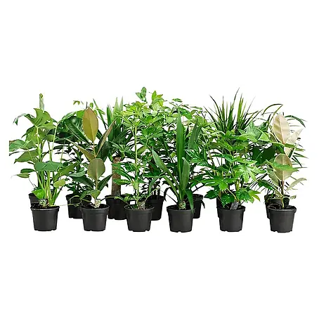 Pflanzen, Blumen & Gewchse kaufen