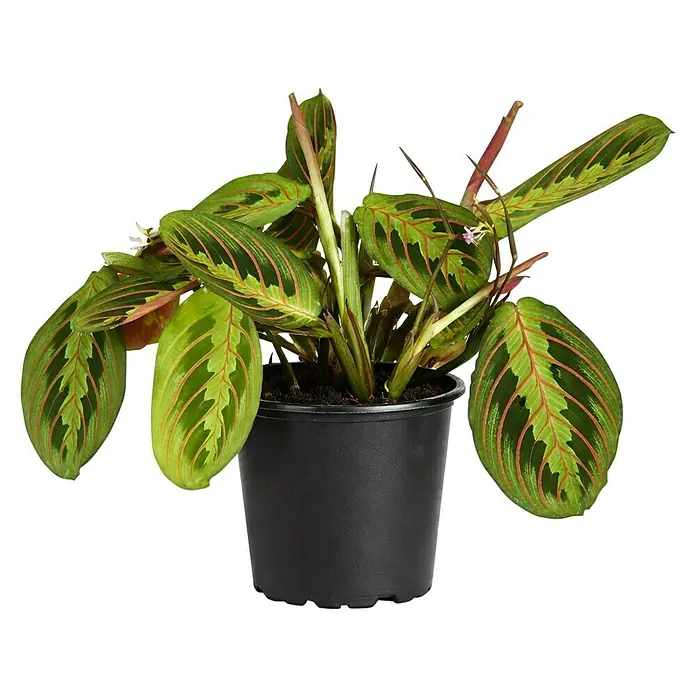 Piardino Bunte Pfeilwurz - Maranta leuconeura, Topfgröße: 12 cm - Topf-Maranta-Pflanze mit grünen Blättern und roten Adern.