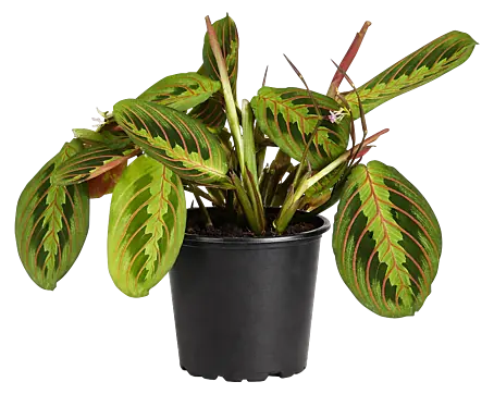 alocasia longiloba variegata Alocasia Longiloba Albo Variegata Bulbs
