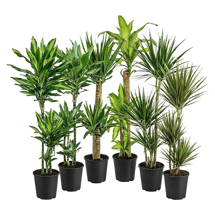 Piardino Zimmerpflanzen-Mix - Sortenmix, Topfgröße: 24 cm - Sortiment von Dracaena-Pflanzen in schwarzen Töpfen, mit verschiedenen Blattformen und Stammarten.