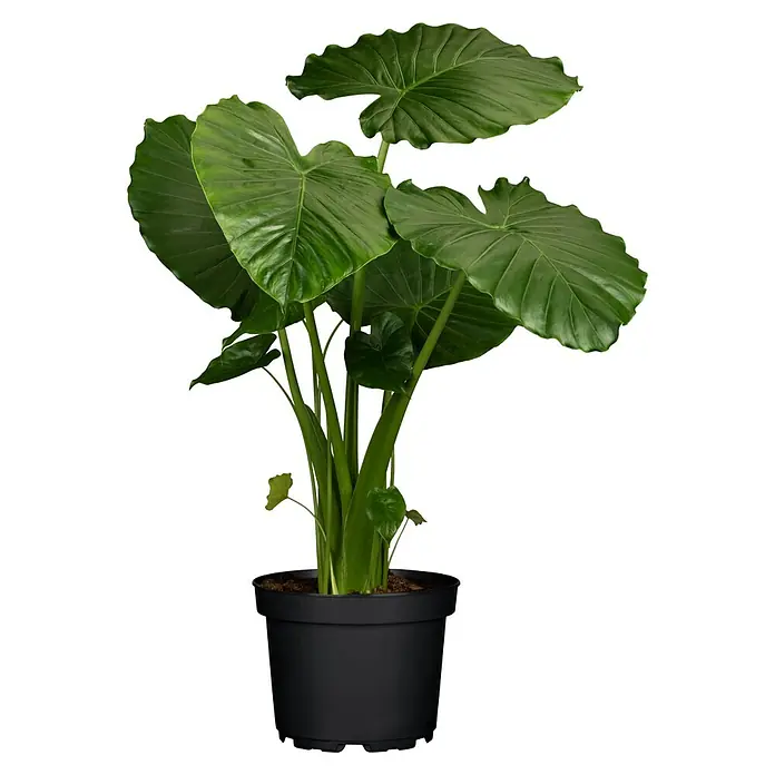 Piardino Elefantenohr - Alocasia gageana, Topfgröße: 21 cm - Eine große grüne Zimmerpflanze mit mehreren Stängeln in einem schwarzen Plastiktopf.