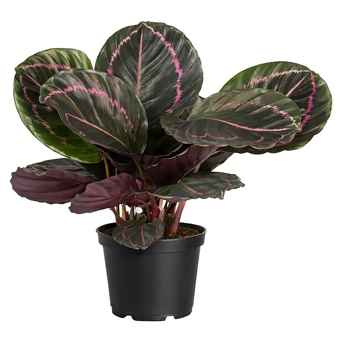 Piardino Korbmarante - Calathea roseapicta Jessy, Topfgröße: 14 cm - Eine Calathea-Pflanze mit dunkelgrünen und rosa gemusterten Blättern, dunkelvioletter Unterseite, in einem schwarzen Topf.