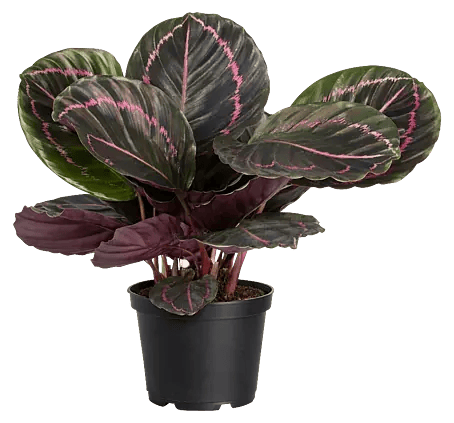 Piardino Korbmarante - Calathea roseapicta Jessy, Topfgre: 14 cm online  kaufen bei BAUHAUS