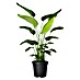 Piardino Paradijsvogelplant 