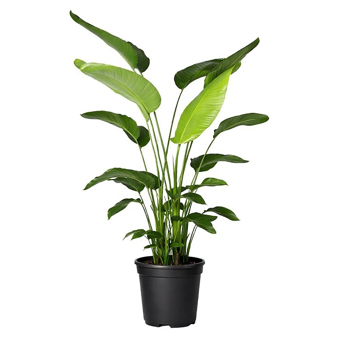Piardino Paradijsvogelplant (Strelitzia nicolai, Potmaat: 27 cm) | BAUHAUS