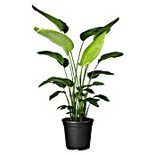 Piardino Paradijsvogelplant (Strelitzia nicolai, Potmaat: 27 cm) | BAUHAUS