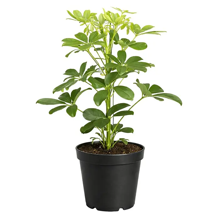 Piardino Strahlenaralie Nora - Schefflera abricola Nora, Topfgre: 12 cm,  Grn online kaufen bei BAUHAUS