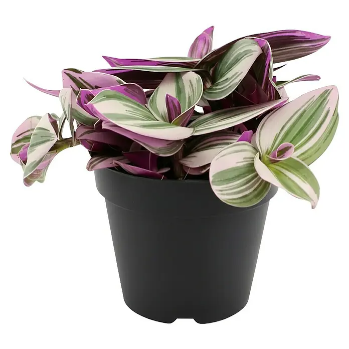 Piardino Dreimasterblume - Tradescantia zebrina 'Nanouk', Topfgröße: 12 cm - Buntblättrige Pflanze mit grünen, weißen und violetten Blättern in einem schwarzen Topf.
