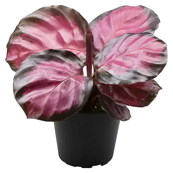 Piardino Korbmarante - Calathea roseopicta Rosey, Topfgröße: 6 cm - Calathea-Pflanze mit rosa-weiß gemusterten Blättern in einem schwarzen Topf.