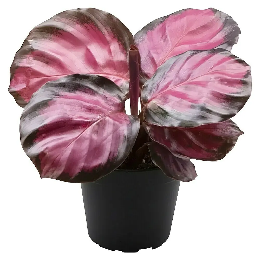 Piardino Korbmarante - Calathea roseopicta Rosey, Topfgre: 6 cm online  kaufen bei BAUHAUS