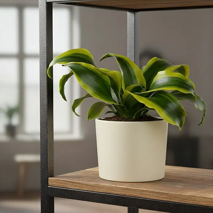 Piardino Drachenbaum Tornado - Dracaena fragrans, Topfgre: 6 cm,  Hellgrn/Dunkelgrn online kaufen bei BAUHAUS