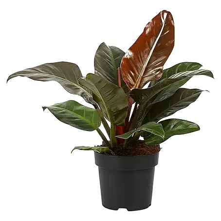 Piardino  Baumfreund 'Imperial Red'