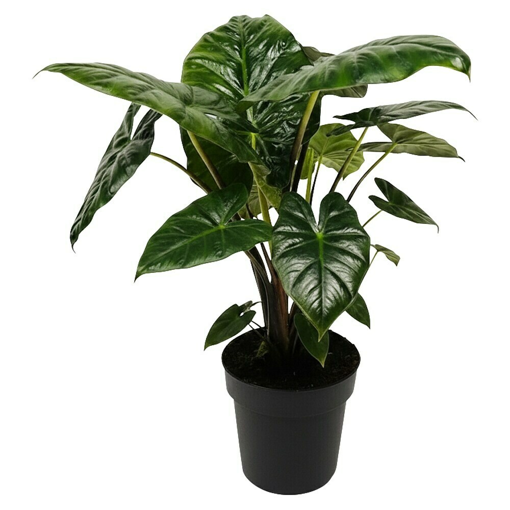 peperomia orba variegata Peperomia orba 'Variegata'