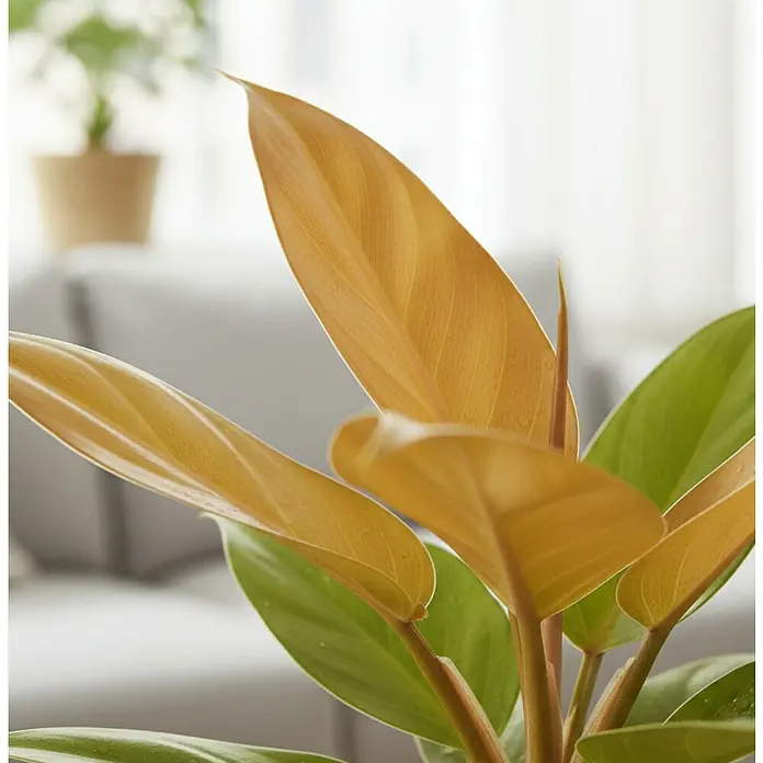 Piardino Baumfreund - Philodendron Hybriden Prince of orange, Topfgröße: 12 cm - Nahaufnahme einer Zimmerpflanze mit leuchtend orange-braunen neuen Blättern und reifen grünen Blättern.