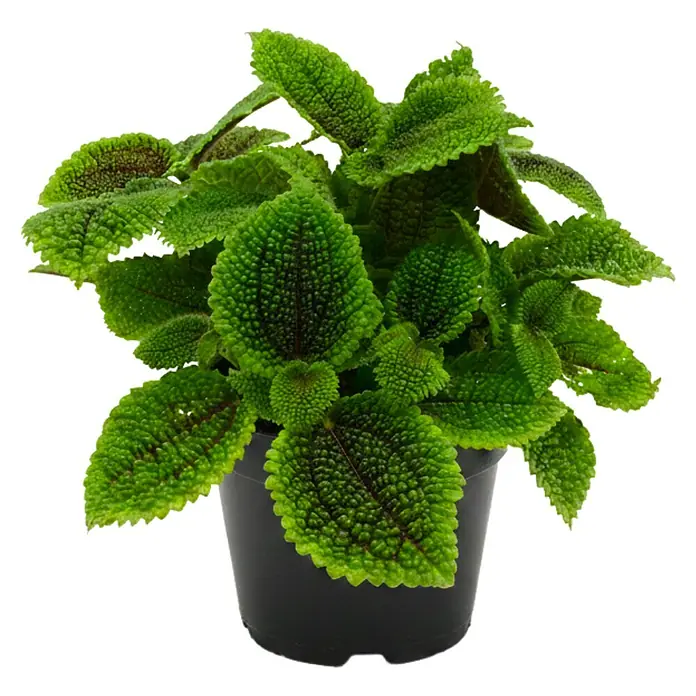 Piardino Kanonierblume - Pilea mollis, Topfgröße: 12 cm, Blattfarbe: Grün - Leuchtend grüne Pflanze mit gekräuselten Blättern und dunklen Adern in einem schwarzen Topf.