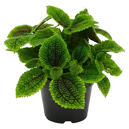Piardino  Kanonierblume