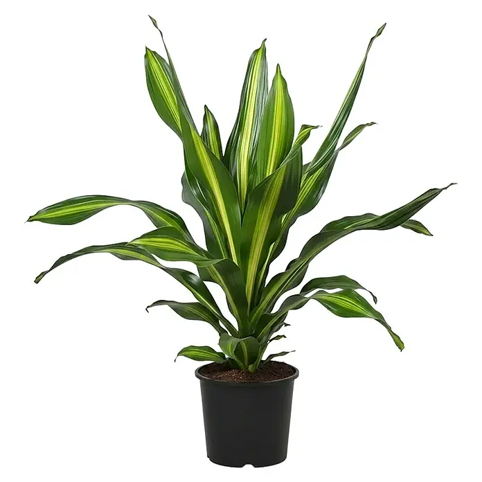 Piardino Drachenbaum - Dracaena fragrans, Topfgröße: 24 cm - Eine bunte, grün-gelb panaschierte Pflanze in einem schwarzen Blumentopf.