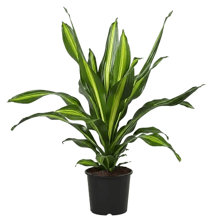Piardino Drachenbaum - Dracaena fragrans, Topfgre: 24 cm online kaufen  bei BAUHAUS