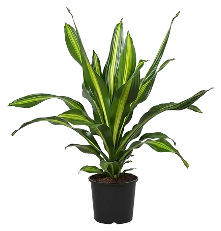 Piardino Drachenbaum - Dracaena fragrans, Topfgre: 24 cm online kaufen  bei BAUHAUS