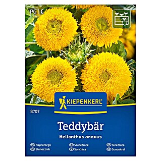 Kiepenkerl Cvetlična semena Sončnica Teddybär (Helianthus annuus, Rumena)