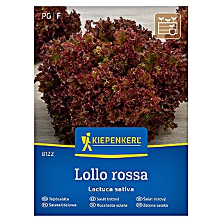 Kiepenkerl Zelenjavna semena Solata Lollo Rossa (Lactuca sativa, Čas žetve: Maj)