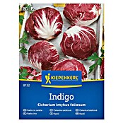 Kiepenkerl Zelenjavna semena Radič Indigo F1  (Cichorium intybus, Čas žetve: September) | 8127 - Feinsämereien in PG Marke | IBYA - Sämereien | IBY - Sämereien | IB - Grünpflanzen/Sämereien | I - Stadtgarten | BAUHAUS
