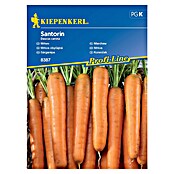 Kiepenkerl Zelenjavna semena Korenje Santorin F1  (Daucus carota subsp. sativus, Čas žetve: Junij) | 8127 - Feinsämereien in PG Marke | IBYA - Sämereien | IBY - Sämereien | IB - Grünpflanzen/Sämereien | I - Stadtgarten | BAUHAUS