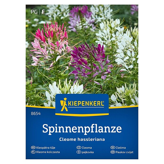 Kiepenkerl Mešana cvetlična semena Pajkovka  (Cleome hassleriana, Večbarvna) | 8127 - Feinsämereien in PG Marke | IBYA - Sämereien | IBY - Sämereien | IB - Grünpflanzen/Sämereien | I - Stadtgarten | BAUHAUS
