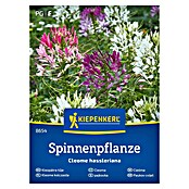 Kiepenkerl Mešana cvetlična semena Pajkovka  (Cleome hassleriana, Večbarvna) | 8127 - Feinsämereien in PG Marke | IBYA - Sämereien | IBY - Sämereien | IB - Grünpflanzen/Sämereien | I - Stadtgarten | BAUHAUS