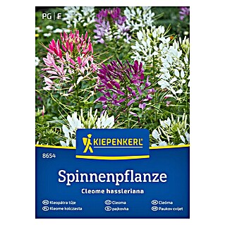 Kiepenkerl Mešana cvetlična semena Pajkovka (Cleome hassleriana, Večbarvna)