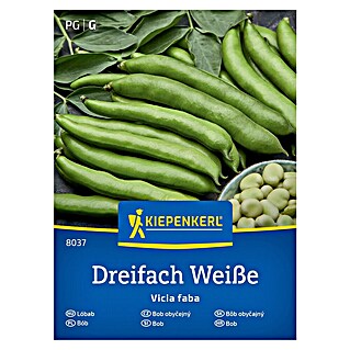 Kiepenkerl Zelenjavna semena Bob Dreifach Weiße (Vicia faba, Čas žetve: Junij)