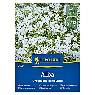 Kiepenkerl Cvetlična semena Pajčolanka Alba (Gypsophila paniculata, Bela)