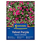 Kiepenkerl Cvetlična semena Petunija Velvet Purple  (Petunia x atkinsiana, Vijolična) | 8127 - Feinsämereien in PG Marke | IBYA - Sämereien | IBY - Sämereien | IB - Grünpflanzen/Sämereien | I - Stadtgarten | BAUHAUS