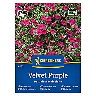 Kiepenkerl Cvetlična semena Petunija Velvet Purple (Petunia x atkinsiana, Vijolična)
