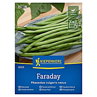 Kiepenkerl Zelenjavna semena Fižol Faraday (Phaseolus vulgaris, Čas žetve: Januar)